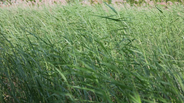 A shot of reeds swaying by the wind