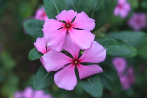 istock Pink colored Catharanthus Roseus Flower also known Vinca Rosea. 1492000208