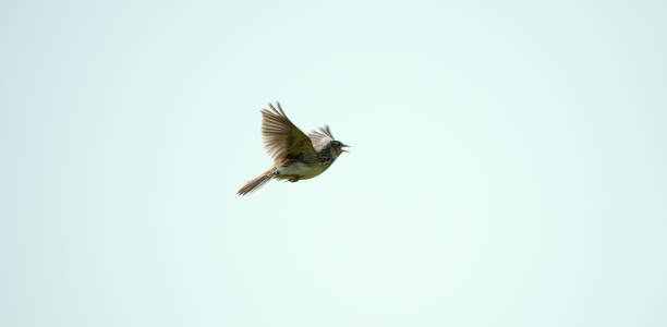 istock Image of a Skylark mid flight over the countryside. 1492000229
