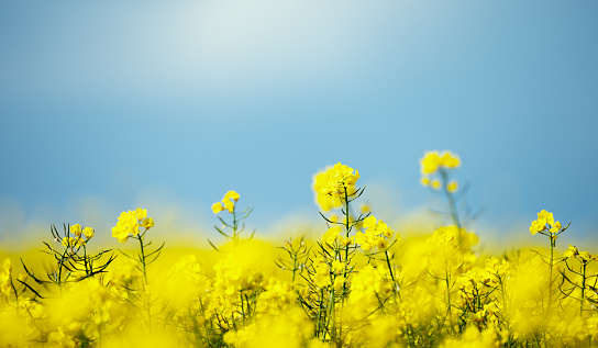 beautiful landscape with canola field under a blue sky