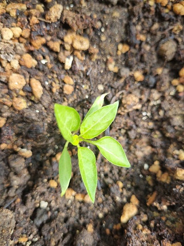 Young small green sprout