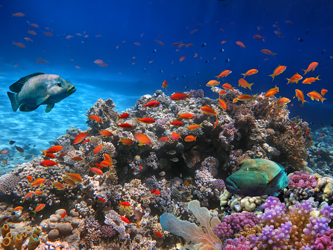 School Of Beautiful Fish On Soft And Hard Coral In Shallow Water Of The ...