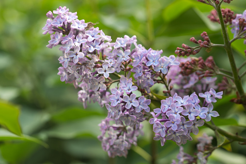 Syringa vulgaris, lilac flowers on twig closeup selective focus