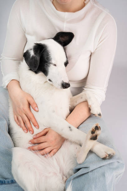 istock Cuddling with adorable black and white outbred dog 1492006975