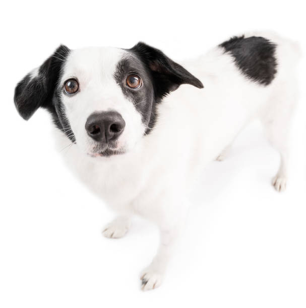 istock Adorable dog eyes look. looking the camera. wide angle lens 1492007162