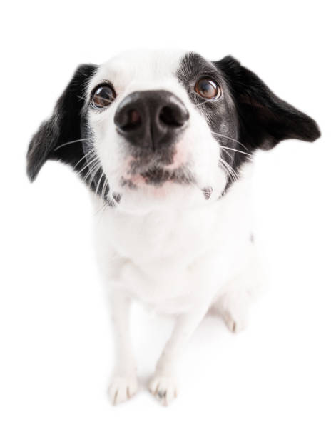 istock curious sniffing nose reaching forward towards the camera 1492007194