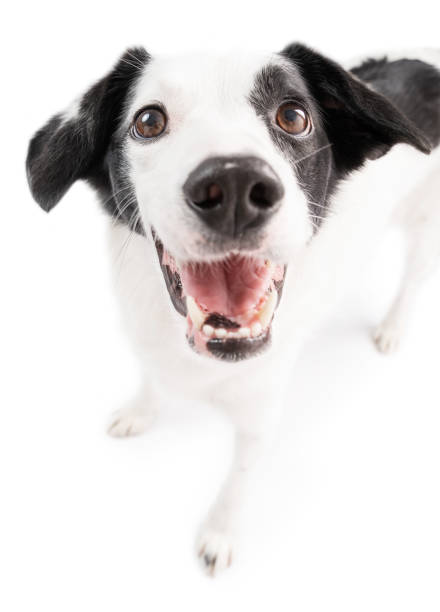 istock smiling white dog looking the camera. wide angle lens funny white dog face 1492007233
