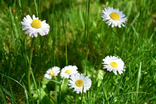 istock Delicate white daisies in the green grass in summer. 1492009532