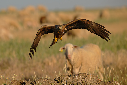 Black kite in flight in a pasture with sheep