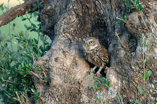 carved wooden owl in a gloomy composition