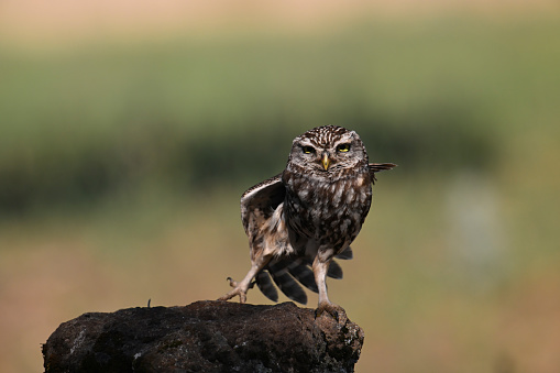 Little owl stretching itself