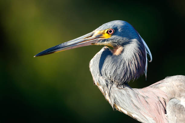 istock Tricolored Heron at the Wakodahatchee Wetlands 1492016264