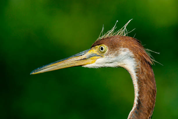 Tricolored Heron at the Wakodahatchee Wetlands in Delray Beach, Florida.