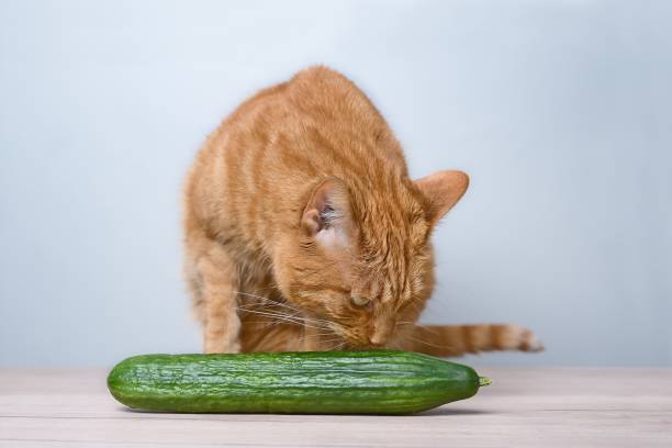 istock Funny gigner cat looks at a cucumber on the table. 1492016858