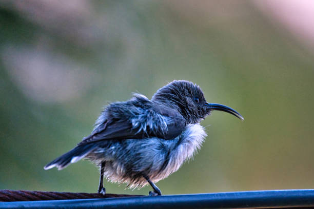 istock Sunbird on electric cable, Mahe Seychelles. 2 1492017519