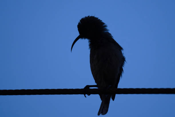 Sunbird silhoutte, bird standing on the electric cable, Mahe, Seychelles