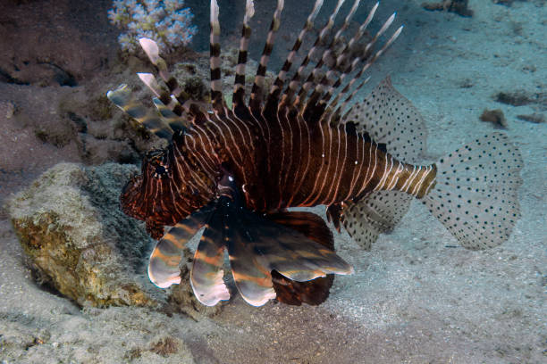 istock Common Lionfish (Pterois volitans) in the Red Sea 1492019473