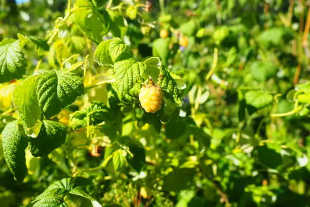 Yellow Raspberries. Growing Organic Berries Close up. Ripe Raspberry In The Fruit Garden. Large-fruited remontant variety with bright golden-yellow fruits. Dense transportable berries