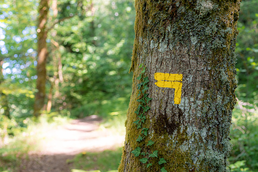 Hiking trail sign on a tree with a path on the background