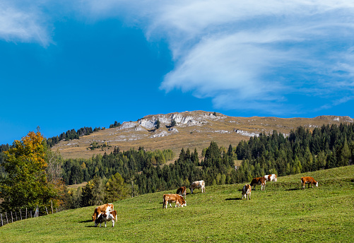 Peaceful autumn morning pasture on mountain slope view and cow herd from hiking path near Dorfgastein, Austria.