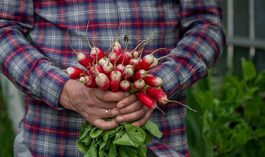 close-up of a bunch of freshly picked radishes in the hands of a farmer. selective focus