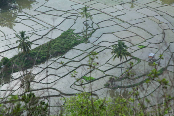 The expanse of rice fields in Central Aceh