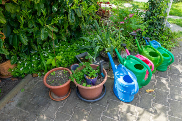 istock watering can in the garden 1492022140