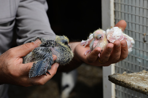 The Closeup of two weeks old cute pigeons in farmer hand.
