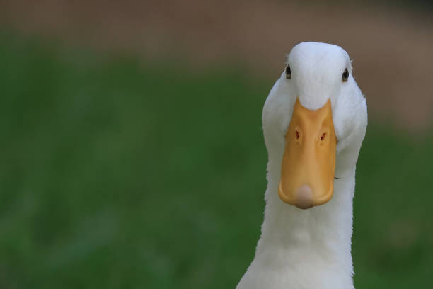 istock American Pekin Duck Close-up Head Green Background 1492023204