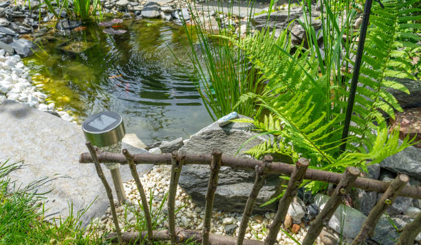 Pond with goldfish in the garden