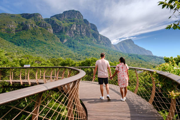 Boomslang walkway in the Kirstenbosch botanical garden in Cape Town, Canopy bridge South Africa couple of men and women walking at the boomslang walkway in the Kirstenbosch botanical garden in Cape Town, Canopy bridge at Kirstenbosch Gardens in Cape Town, built above lush foliage South Africa capetown stock pictures, royalty-free photos & images