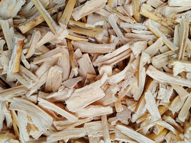 Bagasse is dried in the sun for recycling and use as compost