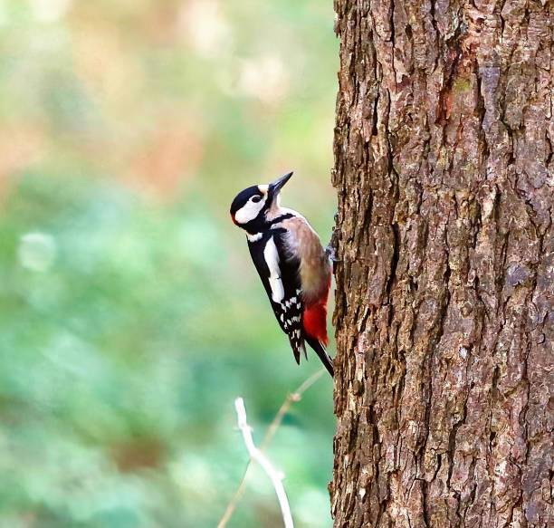 istock Great Spotted Woodpecker sitting on a tree. Close-up 1492025917