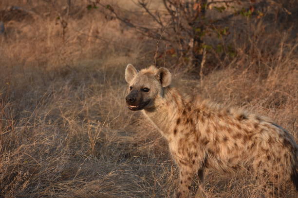 istock Spotted Hyena on the prowl during sunrise. 1492026587