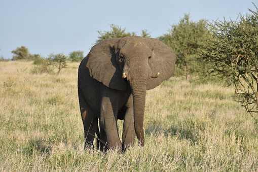 Bull elephants live solitary lives unlike the female elephants. Beyond a certain size, elephants have no natural predators.