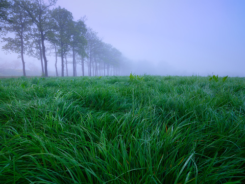 Field during the fog. Trees in a row. Soft light during sunrise. Fresh grasses. Mystical atmosphere. Image for background and wallpaper.