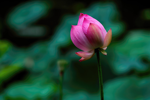 Colorful lotus and lotus leaves in the pool