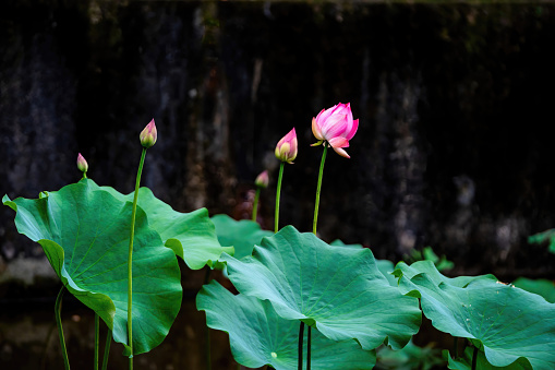 Colorful lotus and lotus leaves in the pool