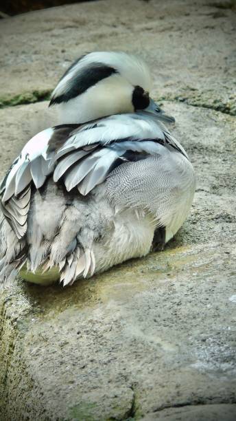 one white and black adult male smew duck (mergellus albellus) preens its feathers while resting on a rock. photographing animals in ohio in springtime - 2023. mergellus albellus stock pictures, royalty-free photos & images