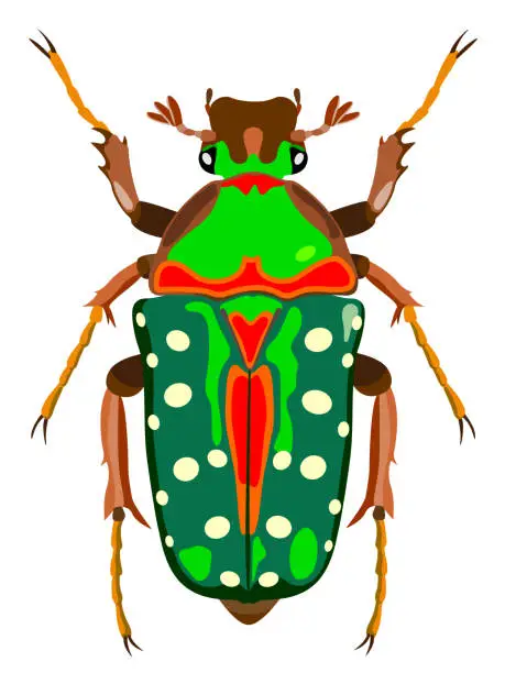 Vector illustration of Bronze beetle insect graphic design vector image