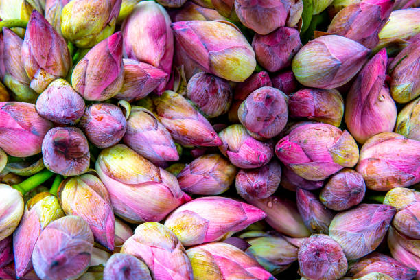 Group of unbloomed multi colour lotus flower stock images.  Lotus flower pictures and images in high resolution.