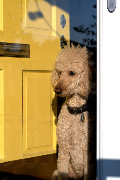istock An apricot colored standard poodle looking out from behind the glass panel of a front storm door. 1492032499