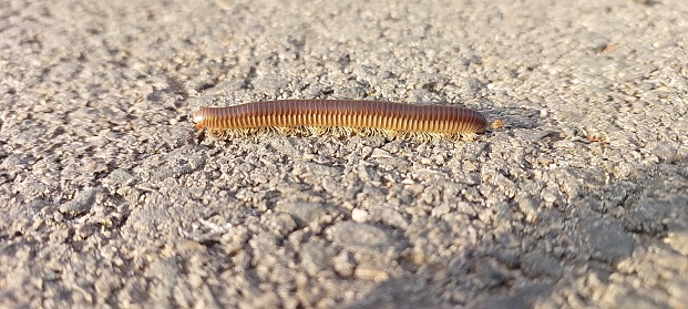 Close up view of a millipide on the ground, Zadar, Dalmatia