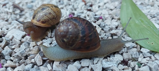 2023 - Two snails next to each other on the gravel, Zadar, Dalmatia, Croatia