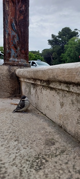 Close view of a bird resting on the steps in the old town of Zadar, Dalmatia