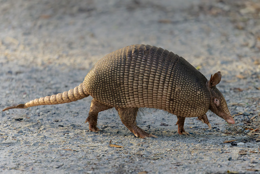 A pangolin roaming the bush for food. Pangolins are an endangered specie.