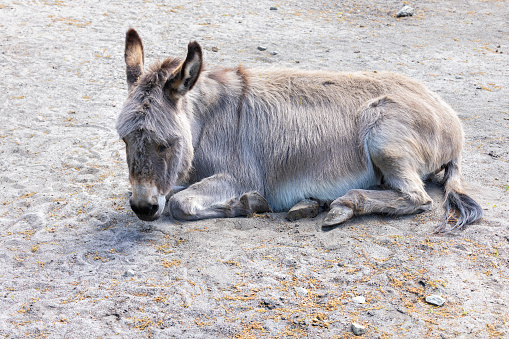 A tired donkey is resting lying on the sand on a sunny day. Copy space. Close-up.