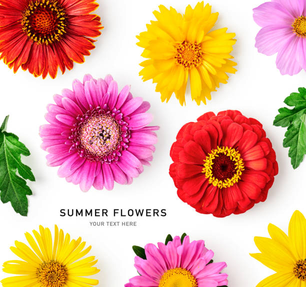 istock Daisy summer flowers and leaves isolated on white background 1492034906