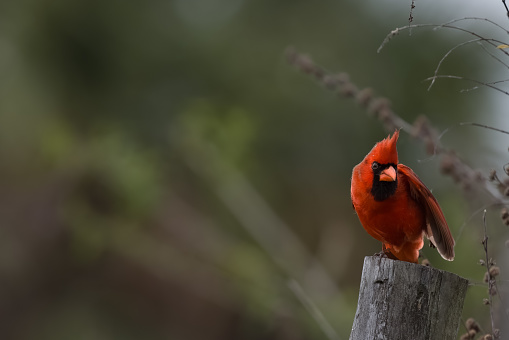 Angry Male Cardinal Perched Looking at Camera