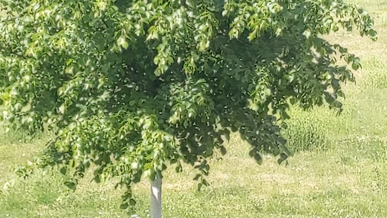 Tree, Leafs Continuously Moving In The Wind